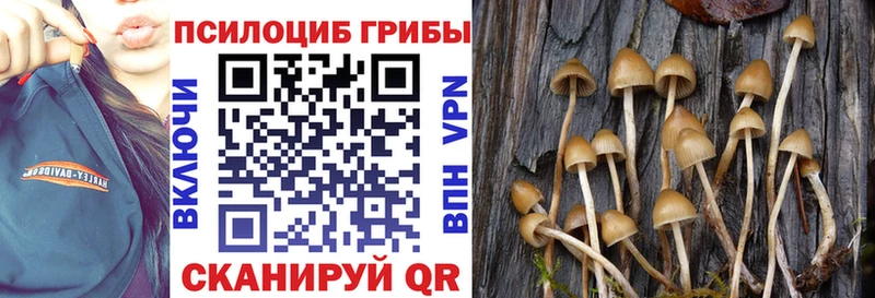 где купить наркотик Гдов Галлюциногенные грибы Psilocybe